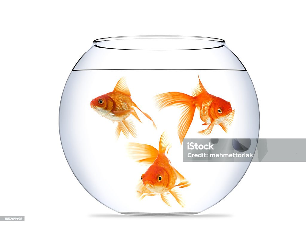 Pesce rosso in Acquario - Foto stock royalty-free di Boccia per pesci rossi