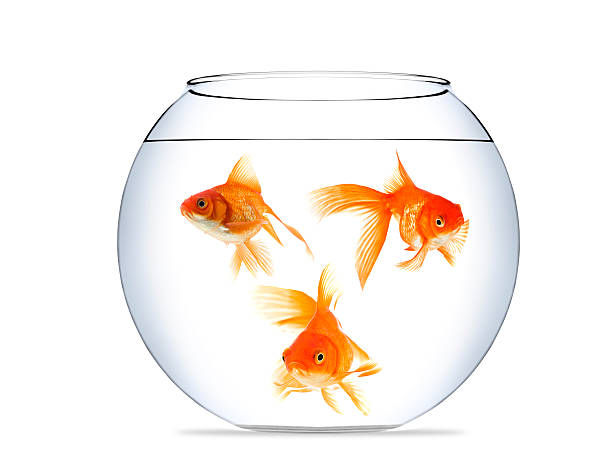 istock Goldfish in aquarium 185269495