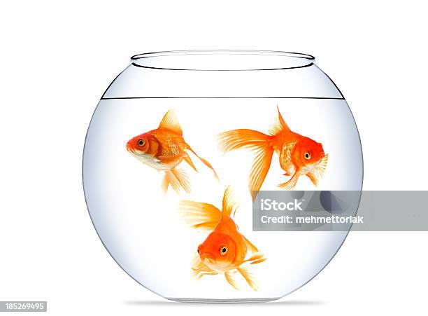 Peixe Dourado Em Aquário - Fotografias de stock e mais imagens de Aquário Simples Redondo - Aquário Simples Redondo, Fundo Branco, Animal