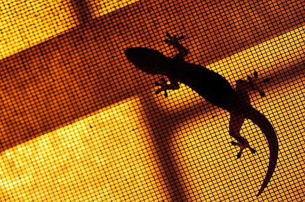 Photo of Silhouette brown spotted gecko reptile