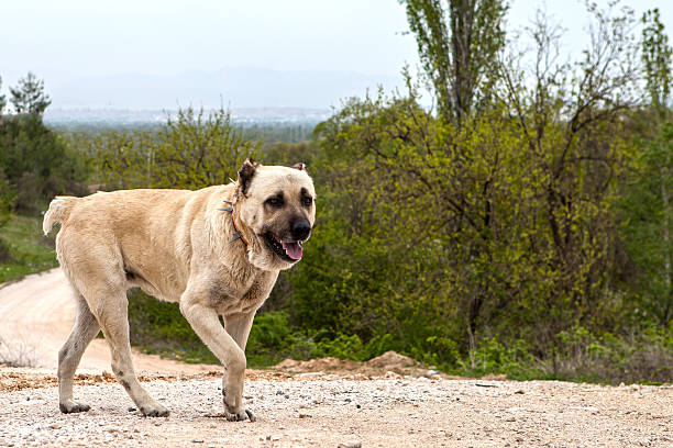 Kangal Dog Kangal Dog kangal dog stock pictures, royalty-free photos & images