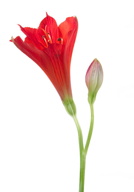 アルストロメリアます。 - lily nature flower macro ストックフォトと画像