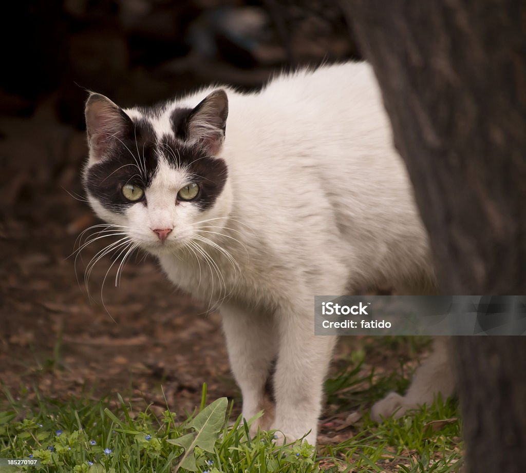 Wild gato - Foto de stock de Aire libre libre de derechos