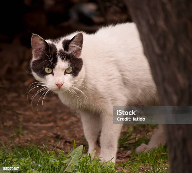 Wild Gato Foto de stock y más banco de imágenes de Aire libre - Aire libre, Almohadillas - Pata de animal, Animal