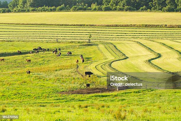 Kühe Auf Viehweide Stockfoto und mehr Bilder von Anhöhe - Anhöhe, Bauernhaus, Deutschland