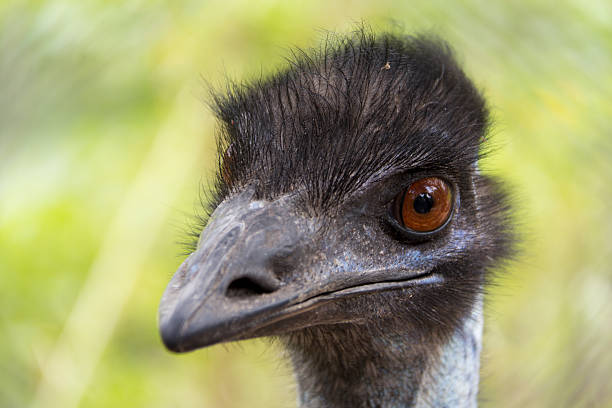 emu stock photo