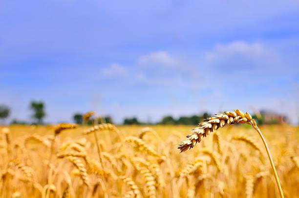 istock Wheat heads against blue sky 185270802