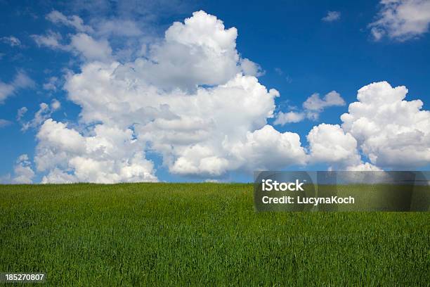 Cornfield Stockfoto und mehr Bilder von Blau - Blau, Einfachheit, Farbbild