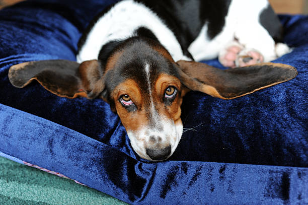istock Lonely Bassett Hound 185270912