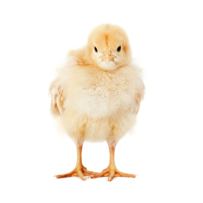 Baby chick looking forward. Isolated on a pure white background.