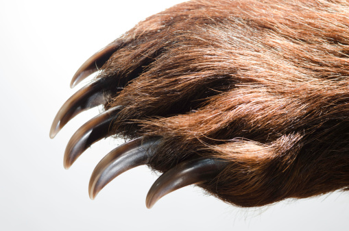 Bear paw with large claws against a white background.