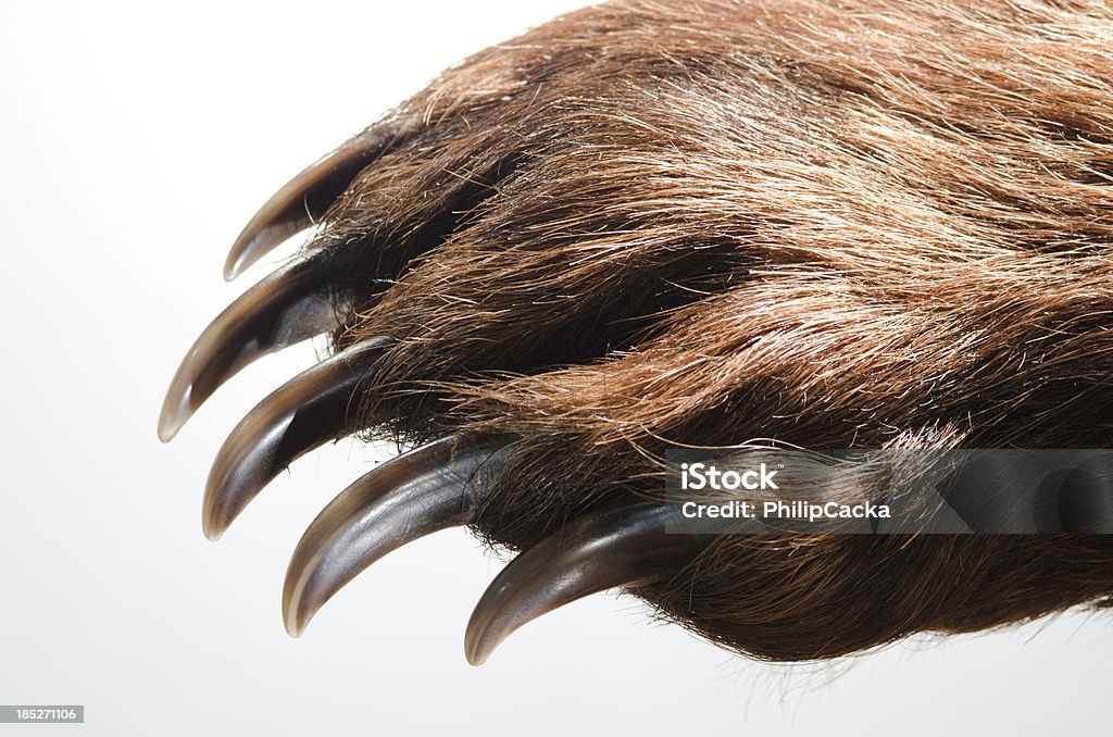 Bear Paw and Claws Bear paw with large claws against a white background. Bear Stock Photo