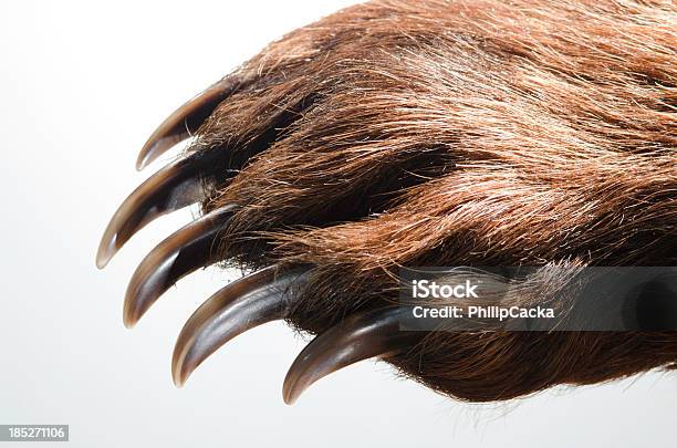 Bear Paw And Claws Stock Photo - Download Image Now - Bear, Paw, Claw