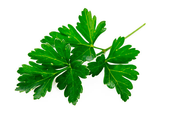 Parsley Parsley isolated on white parsley stock pictures, royalty-free photos & images