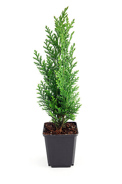 istock Coniferous tree hedge in flower pot at white isolated background 185271346