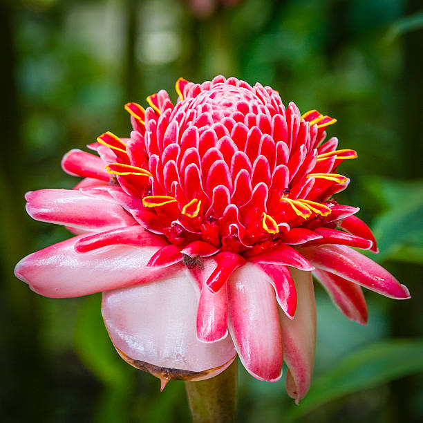 rose de porcelaine, etlingera elatior - torch ginger photos et images de collection