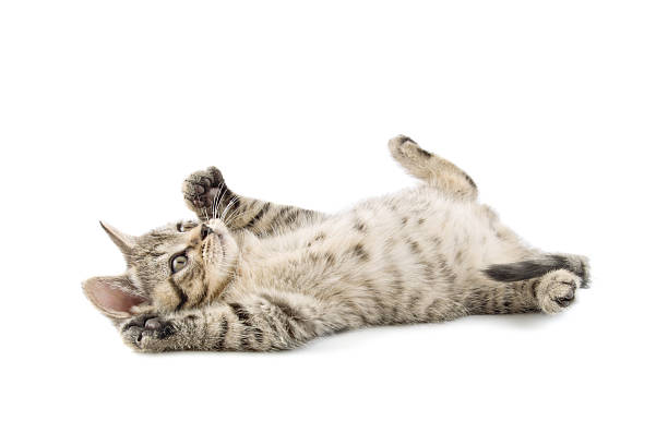 little rayado mascota - kitten color image cute feline fotografías e imágenes de stock