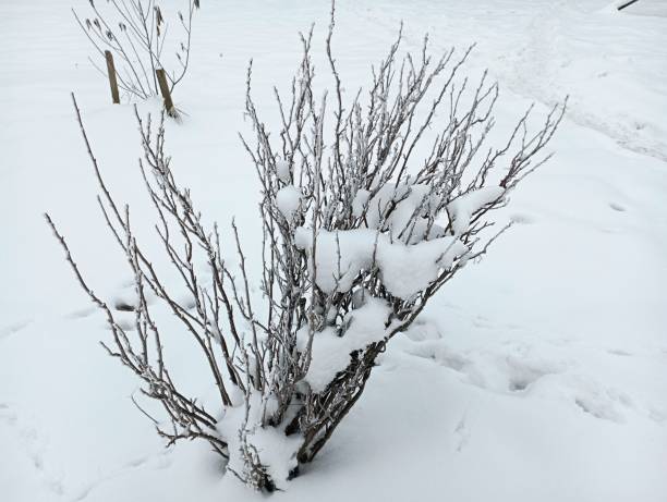 istock A blueberry bush is covered with cold white snow in winter. Winter texture with plants. 1852717472