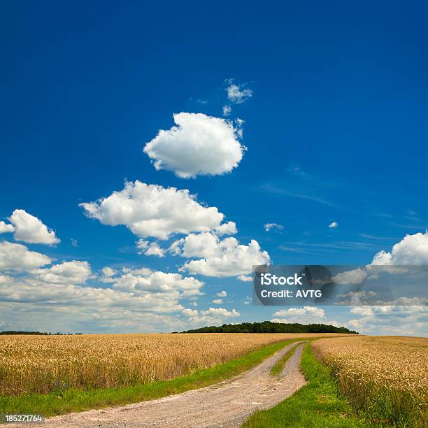 Sommerlandschaft Mit Verschlungenen Dusty Farm Road Durch Kurzes Felder Stockfoto und mehr Bilder von Agrarbetrieb