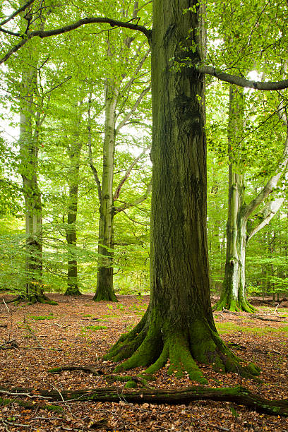 istock Green Forest of Old Beech Trees 185271793