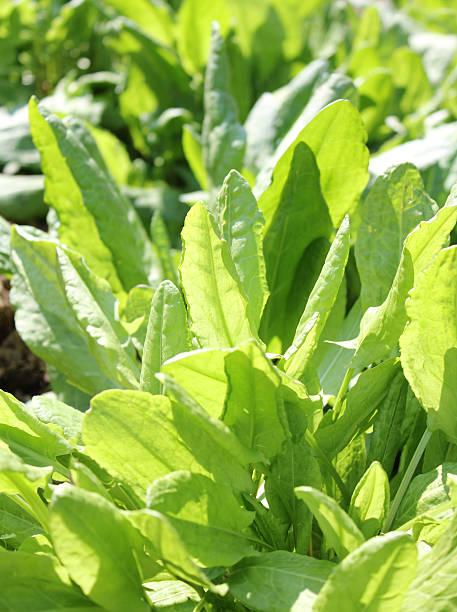 istock Sorrel in the garden 185271941