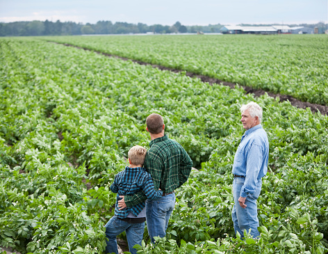 Three generations on family farm, looking over potato field ready for harvesting.