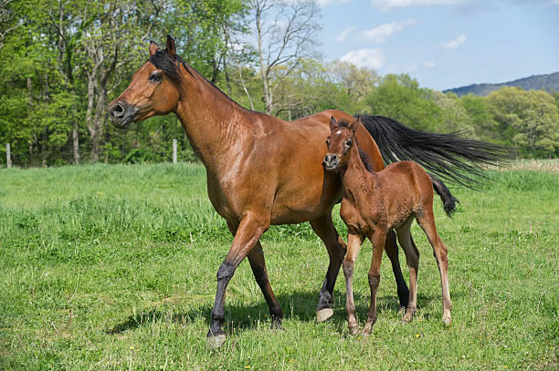 istock Horses in Summer Pasture, Arabian Mare and Foal Moving 185272093