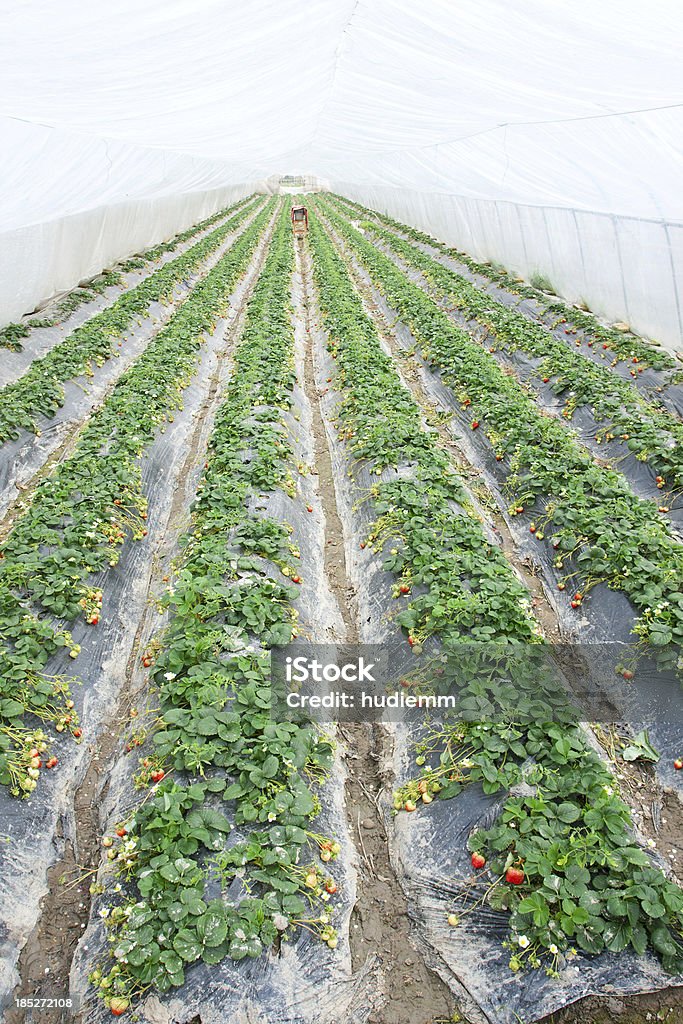 Campo de fresas - Foto de stock de Fresa libre de derechos