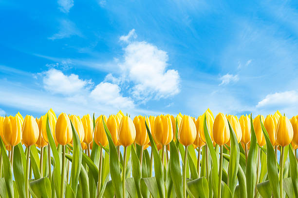 istock Field of bright yellow spring tulips against blue sky 185272145