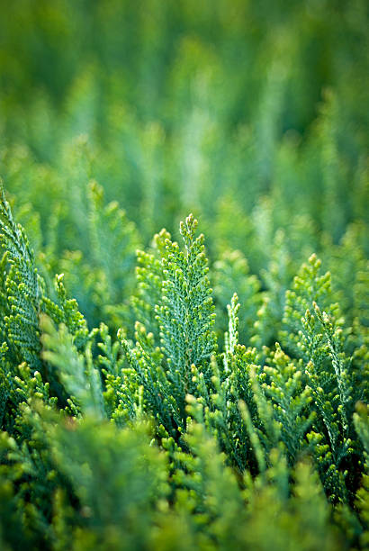 istock Defocussed leaves nature background 185272179
