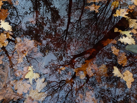 Reflection of trees on the surface of the water in which are fallen oak leaves. Puddle in the forest with dry leaves.