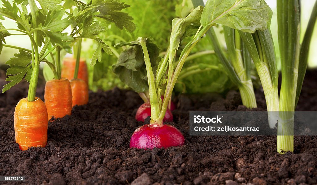 Gemüse Garten - Lizenzfrei Möhre Stock-Foto