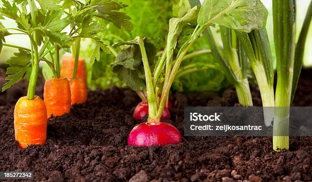 Gemüse Garten Stockfoto und mehr Bilder von Möhre - Möhre, Erdreich, Gemüsegarten