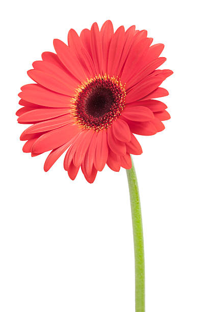 Rosso Gerbera fiore - foto stock