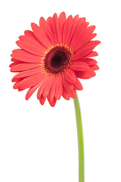 Cтоковое фото Красный цветок Гербера