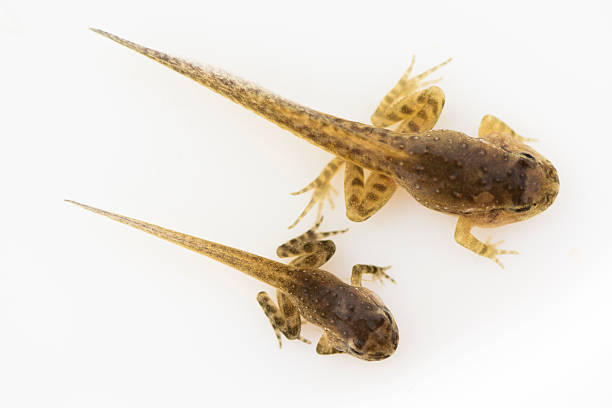 istock Two tadpoles with formed legs and arms 185272389