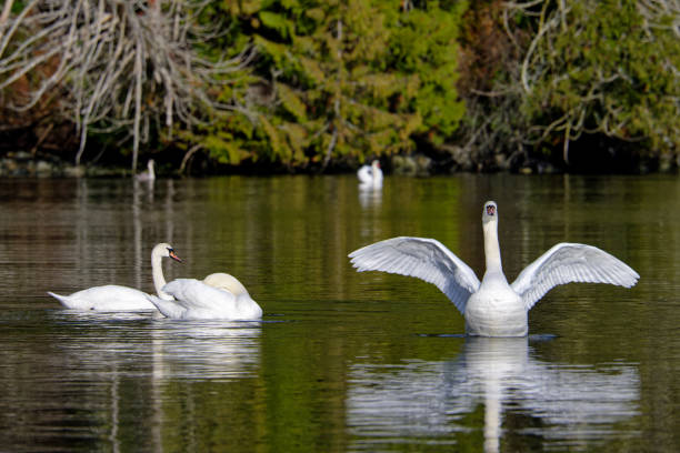 Thre mute swans with one displaying, Fulford Harbour, Salt Spring Island, BC Canada