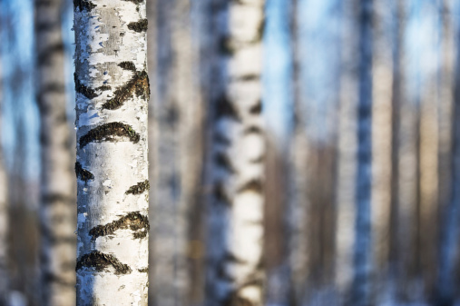 Close-up of birch tree trunk against defocused forest background.