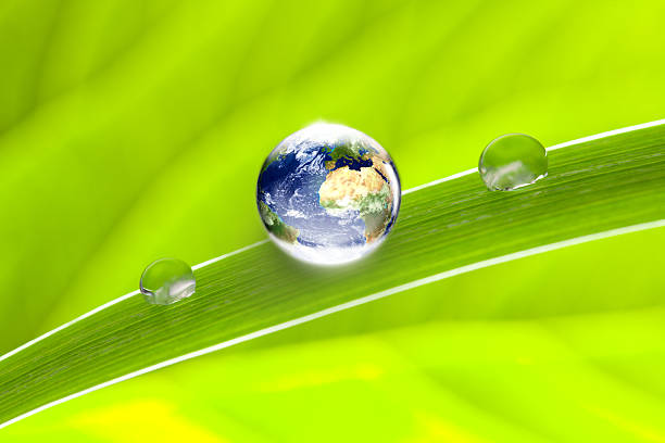 globo do mundo verde folha - bright new life earth globe imagens e fotografias de stock