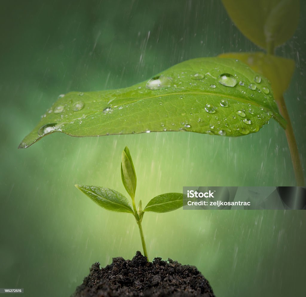 New life help New life help concept Agriculture Stock Photo