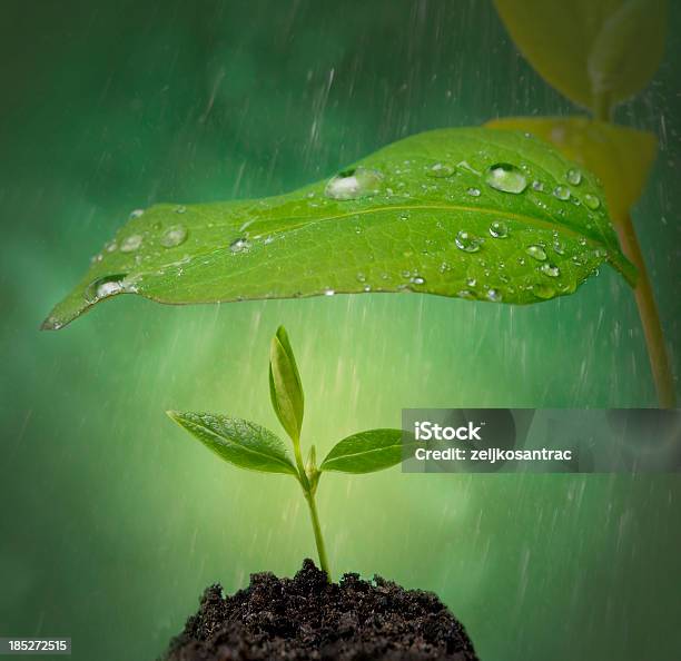 New Life Help Stock Photo - Download Image Now - Agriculture, Care, Concepts