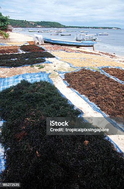 Indonesien Bali Nusa Lembongan Trocknen Seetang Stockfoto und mehr Bilder von Bali - Bali, Fotografie, Herstellendes Gewerbe