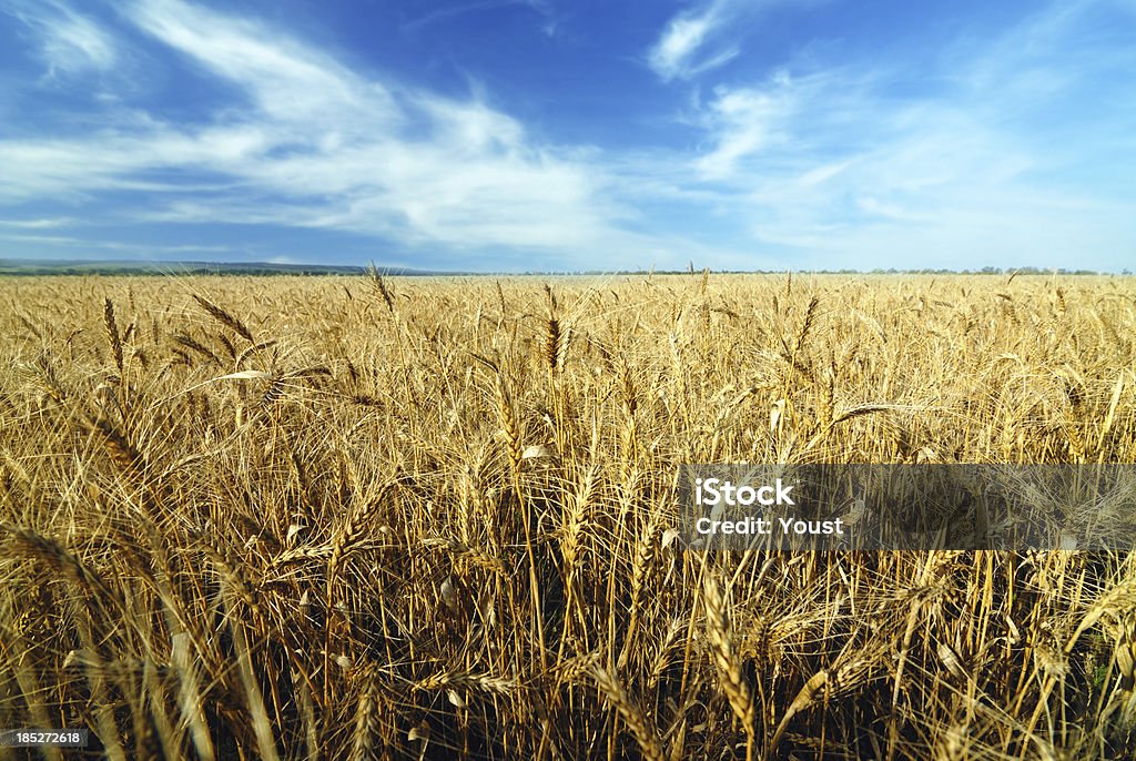 Grano in un campo nella giornata di sole estiva - Foto stock royalty-free di Agricoltura