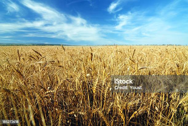 Grano In Un Campo Nella Giornata Di Sole Estiva - Fotografie stock e altre immagini di Agricoltura - Agricoltura, Ambientazione esterna, Ambiente