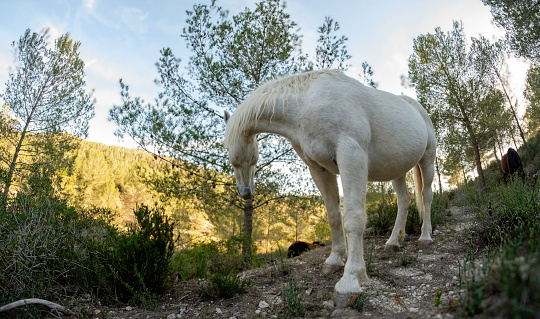 A wide-angle image of a white horse grazing in a sunlit forest clearing. The natural surroundings and the gentle posture of the horse create a peaceful and picturesque scene suitable for a variety of uses.