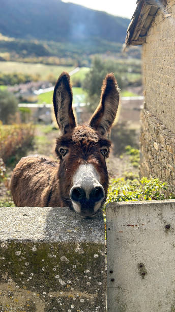 istock Curious Donkey Peeking Over Fence 1852727679