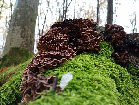 A group of fungi that parasitize wood grows on an old stump overgrown with moss. Beautiful backgrounds and textures in forest and natural settings.