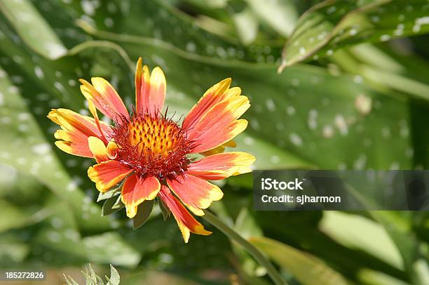 Singolo Arancione E Giallo Fiori Su Sfondo Verde Fogliame - Fotografie stock e altre immagini di Aculeo