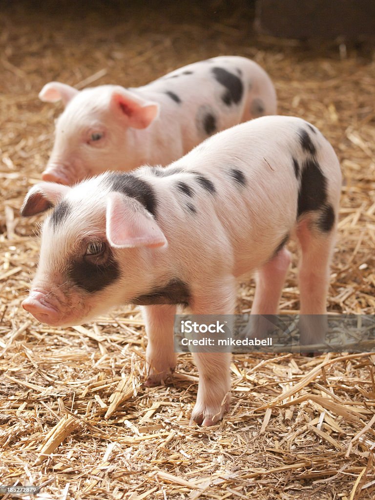 Two little pigs 2 small Gloucester old Spot pigletsPlease see some similar piglet pictures from my portfolio: Piglet Stock Photo