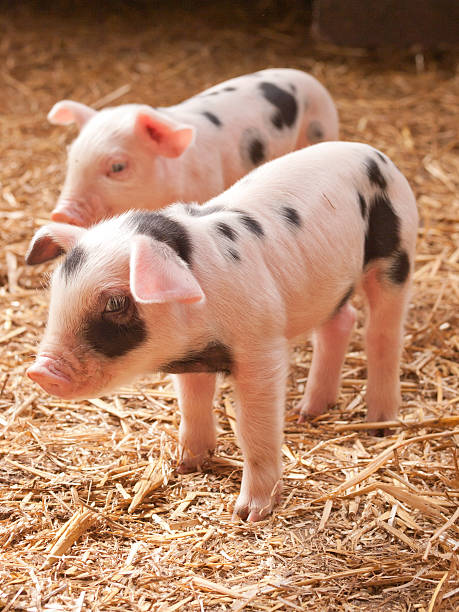 Two little pigs 2 small Gloucester old Spot pigletsPlease see some similar piglet pictures from my portfolio: sow pig stock pictures, royalty-free photos & images